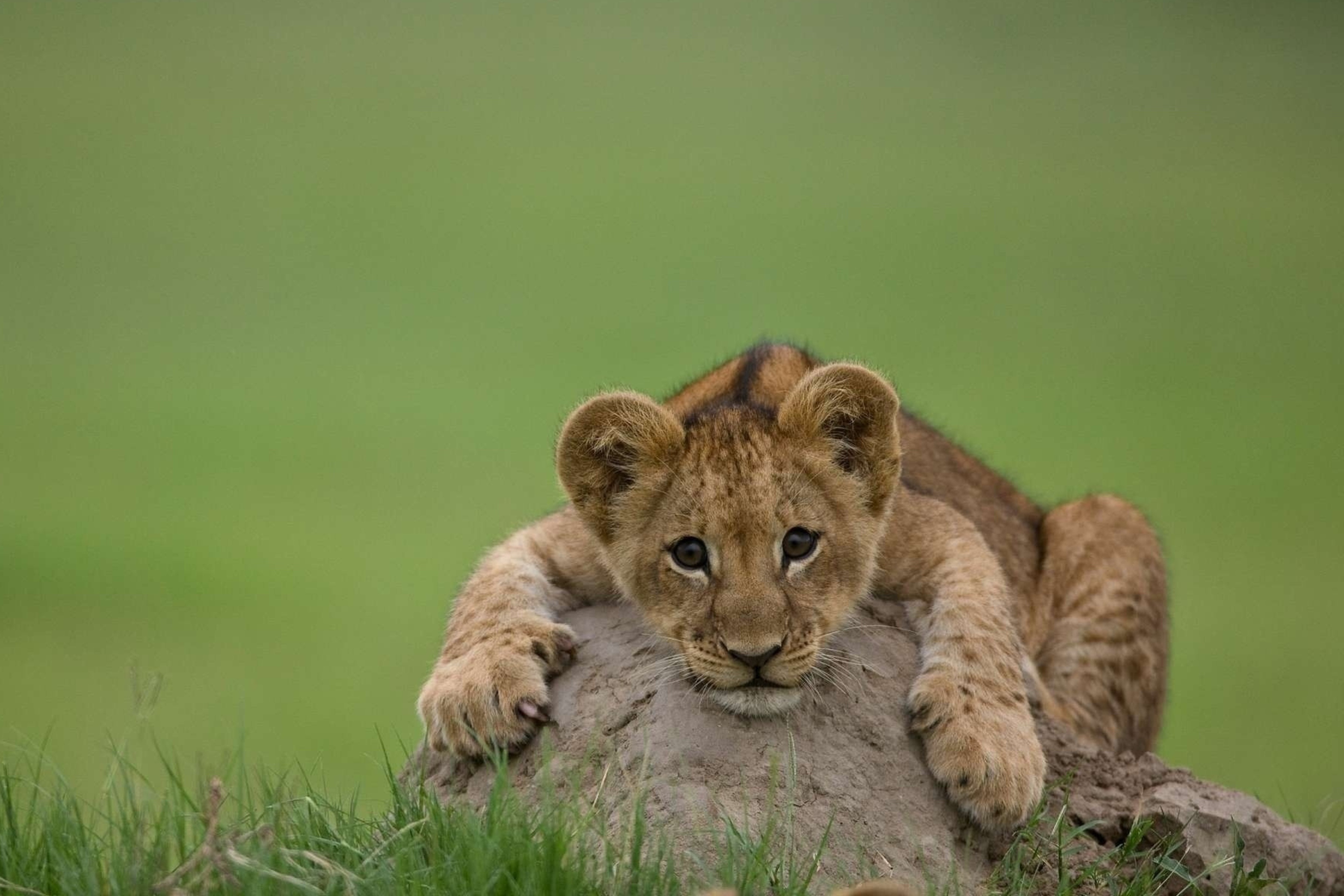 Das Cute Baby Lion Wallpaper 2880x1920