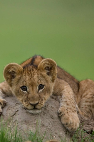 Fondo de pantalla Cute Baby Lion 320x480