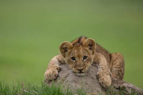 Обои Cute Baby Lion 480x320
