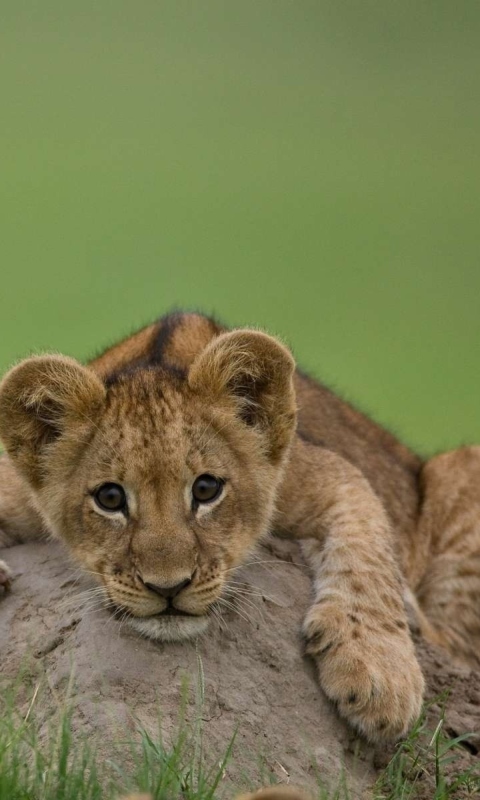 Обои Cute Baby Lion 480x800