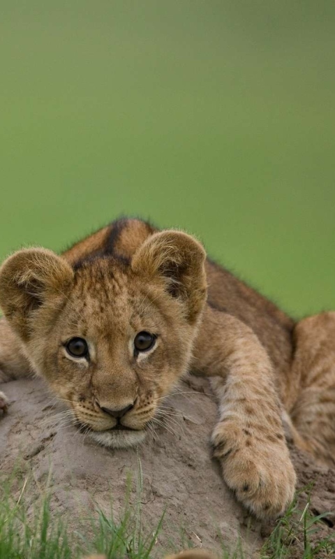 Cute Baby Lion wallpaper 480x800