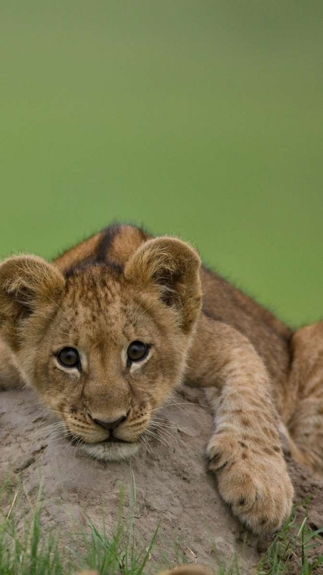 Fondo de pantalla Cute Baby Lion 640x1136