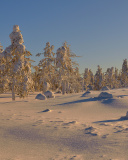 Sfondi Thaw in Winter Morning 128x160