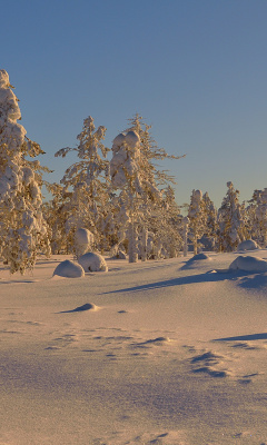 Screenshot №1 pro téma Thaw in Winter Morning 240x400