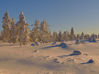 Thaw in Winter Morning screenshot #1 320x240