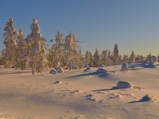 Thaw in Winter Morning wallpaper 320x240