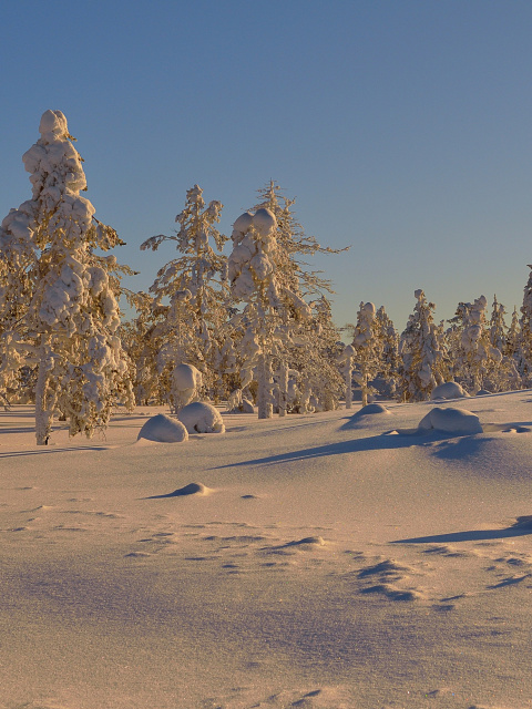 Thaw in Winter Morning screenshot #1 480x640