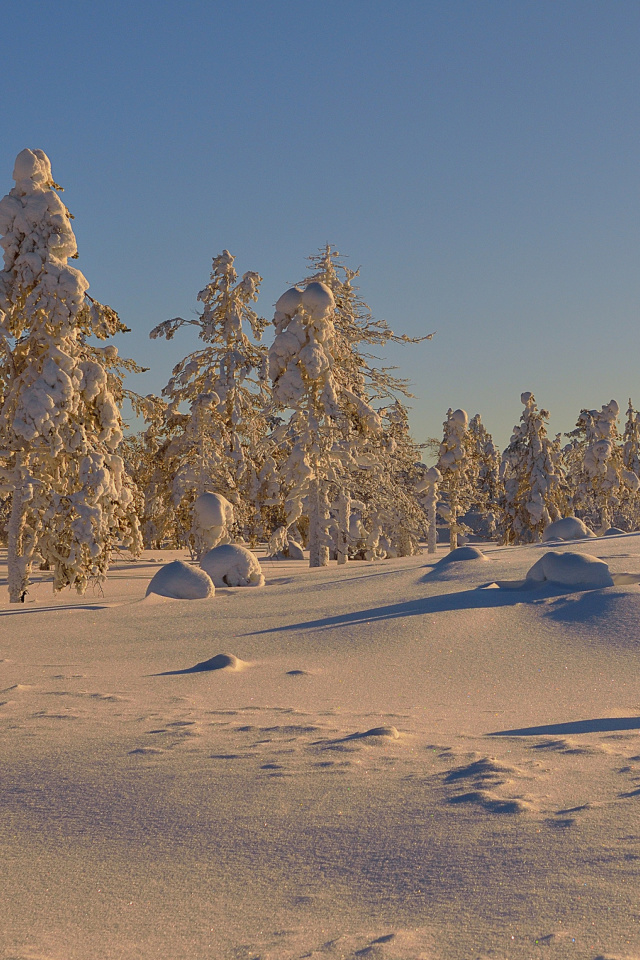 Thaw in Winter Morning wallpaper 640x960