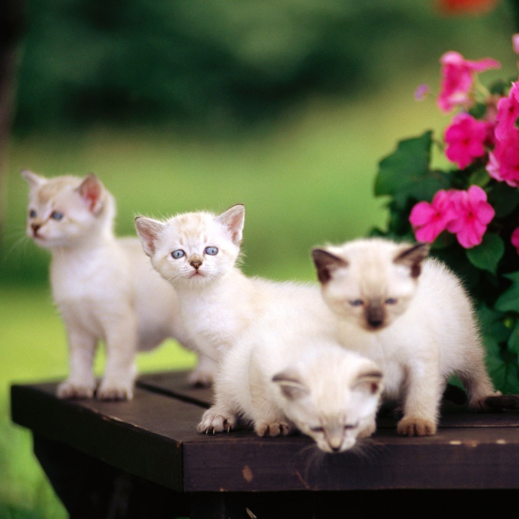 Cute Kittens With Blue Eyes wallpaper 1024x1024