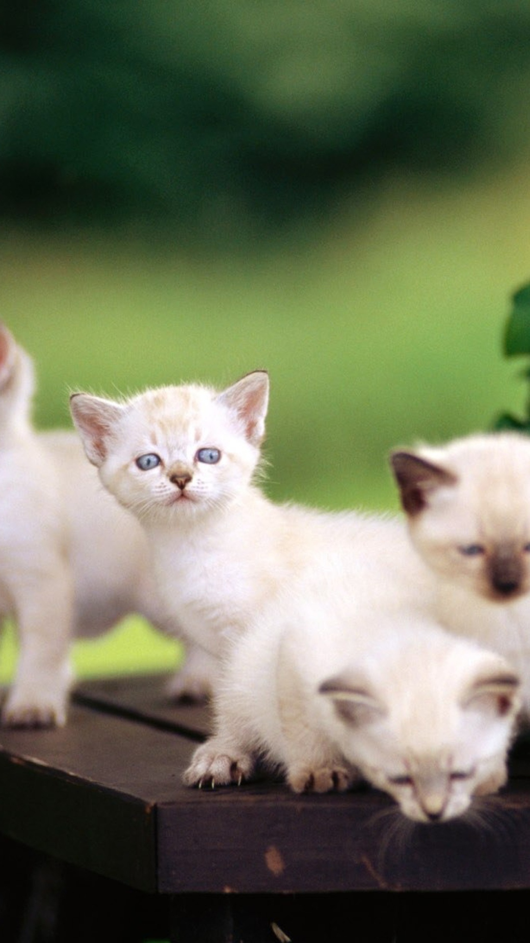 Das Cute Kittens With Blue Eyes Wallpaper 1080x1920
