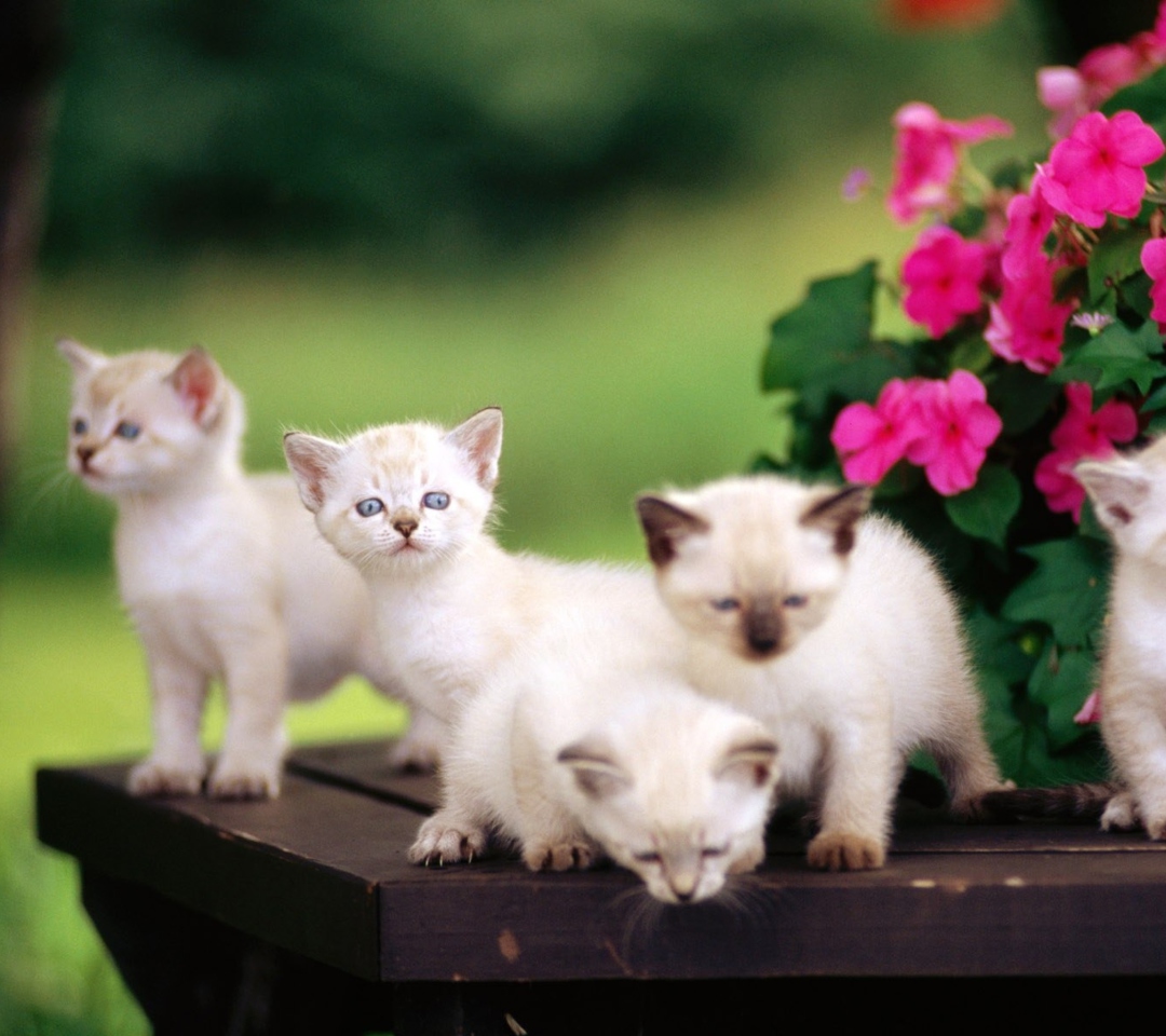 Sfondi Cute Kittens With Blue Eyes 1080x960