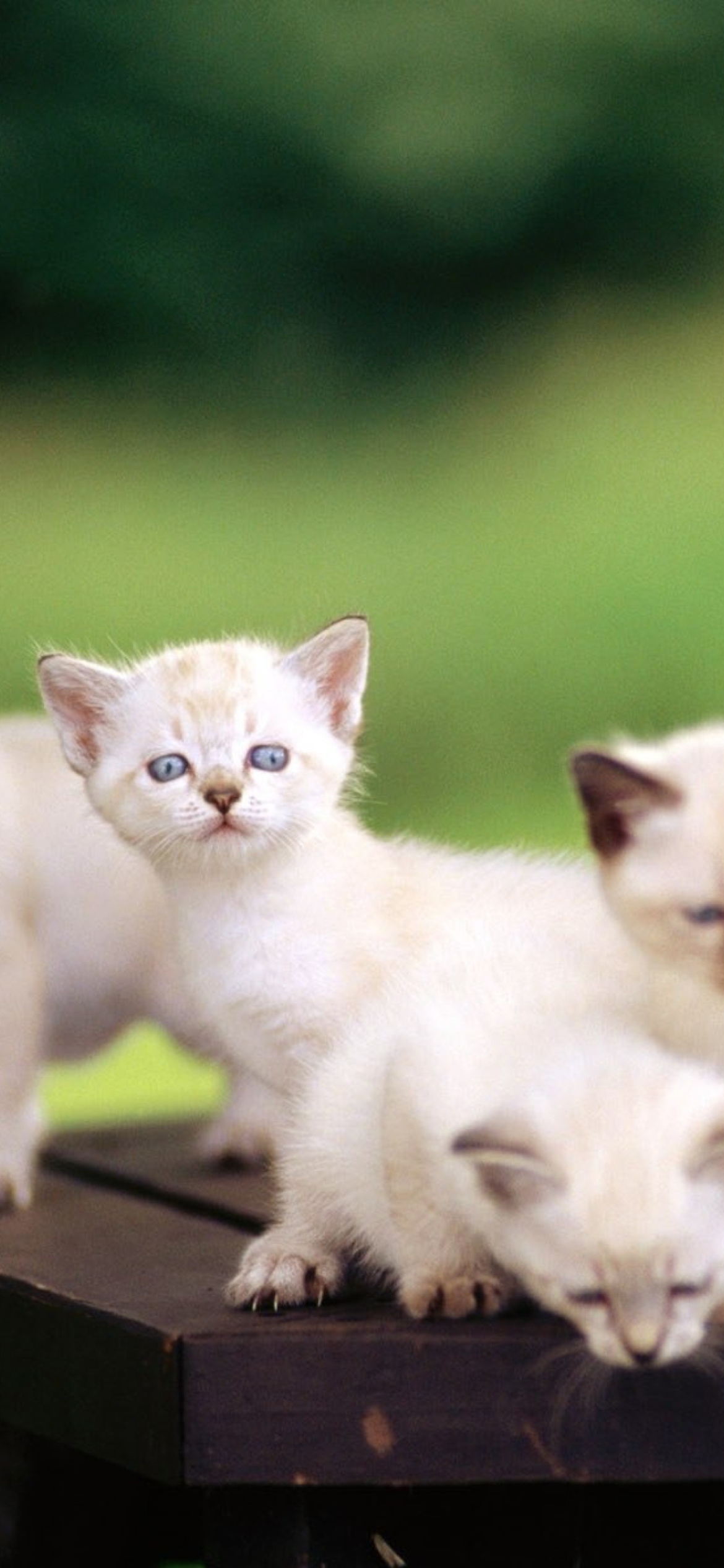 Das Cute Kittens With Blue Eyes Wallpaper 1170x2532