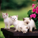 Das Cute Kittens With Blue Eyes Wallpaper 128x128