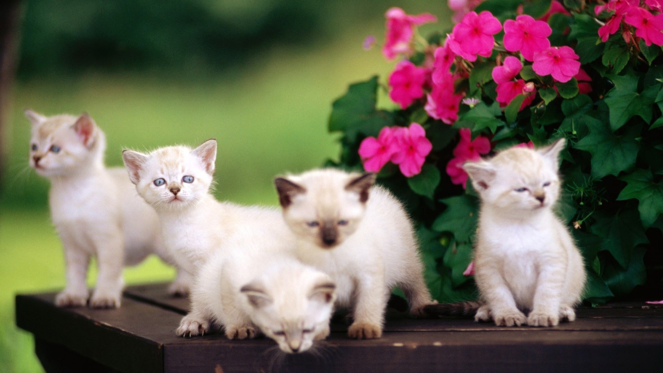 Fondo de pantalla Cute Kittens With Blue Eyes 1366x768