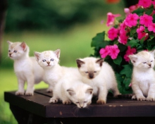 Das Cute Kittens With Blue Eyes Wallpaper 220x176