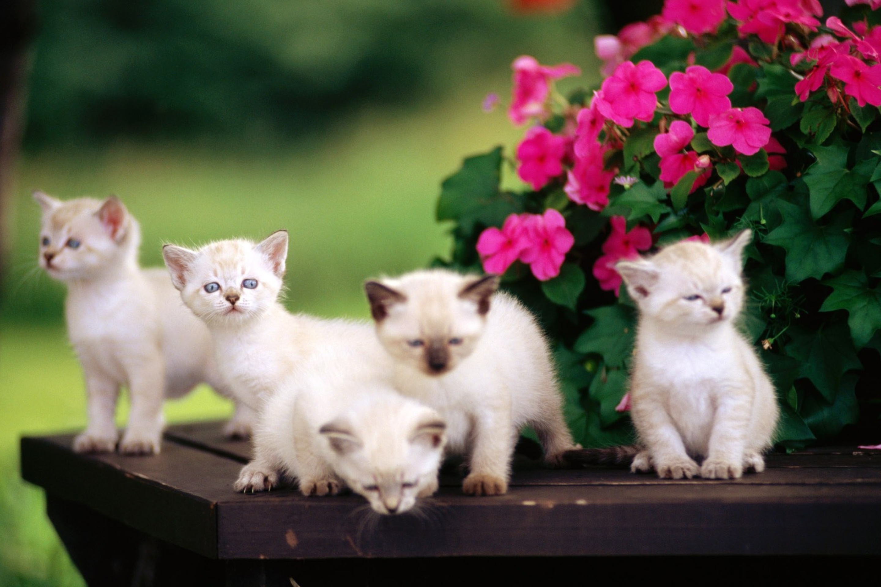 Fondo de pantalla Cute Kittens With Blue Eyes 2880x1920