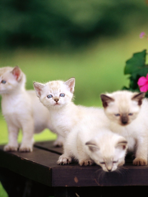 Cute Kittens With Blue Eyes wallpaper 480x640