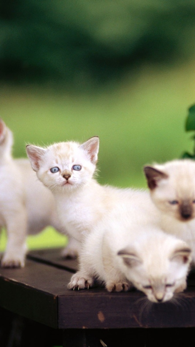 Das Cute Kittens With Blue Eyes Wallpaper 640x1136