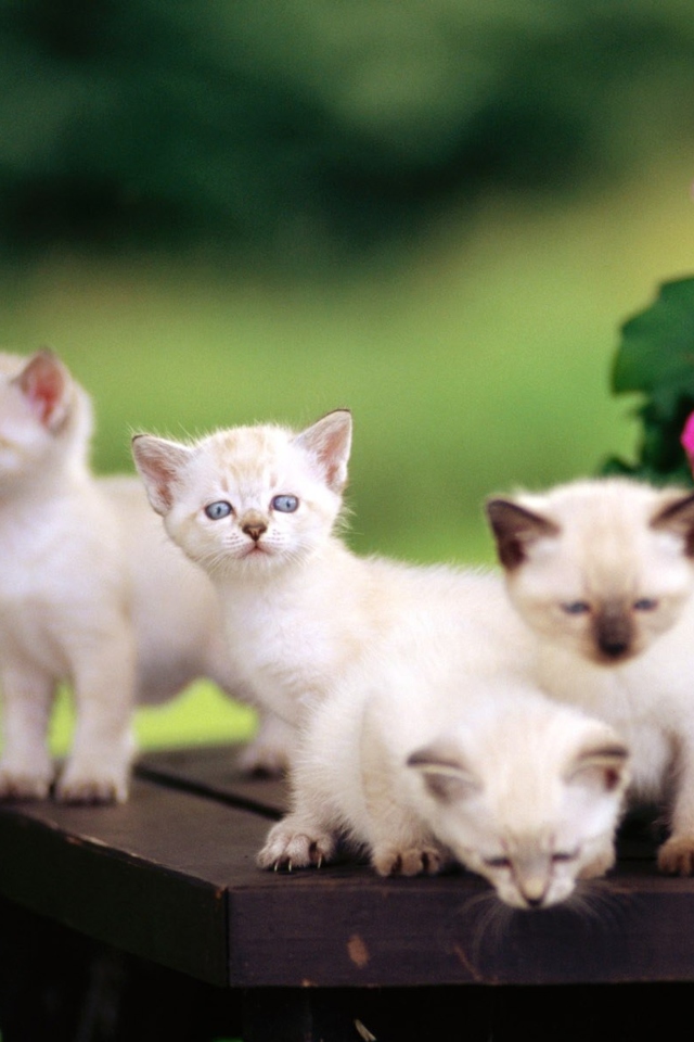 Fondo de pantalla Cute Kittens With Blue Eyes 640x960
