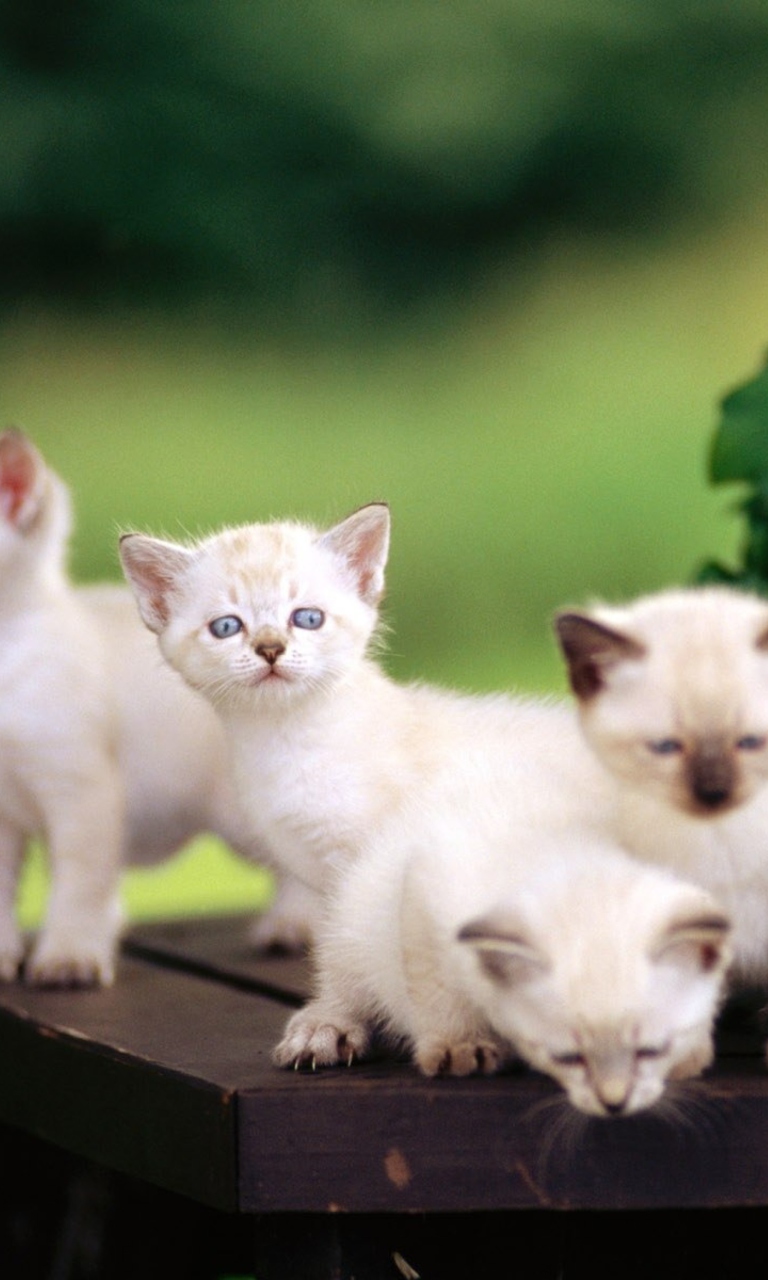 Sfondi Cute Kittens With Blue Eyes 768x1280