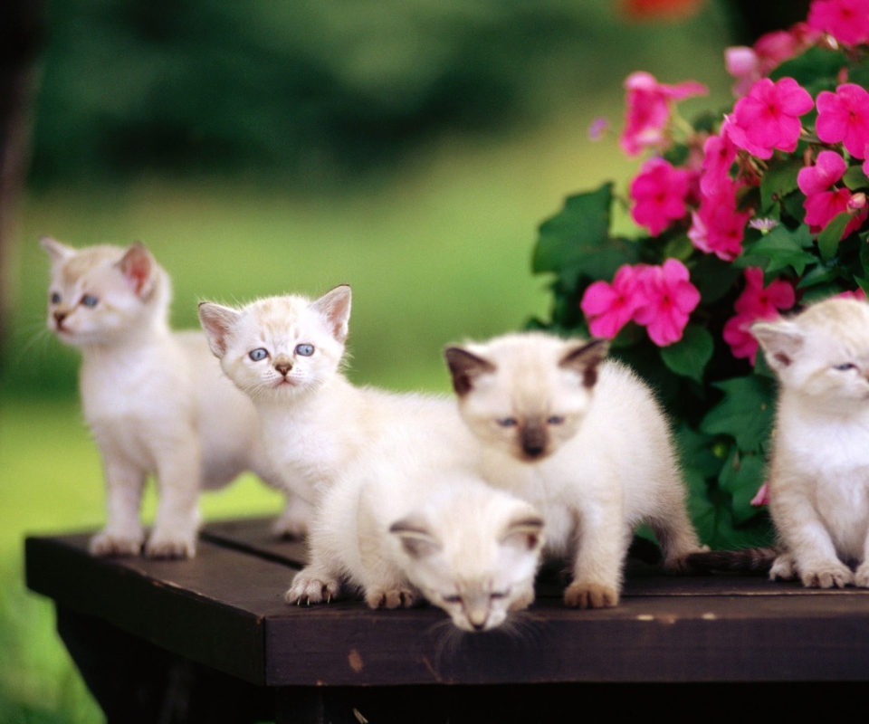 Fondo de pantalla Cute Kittens With Blue Eyes 960x800