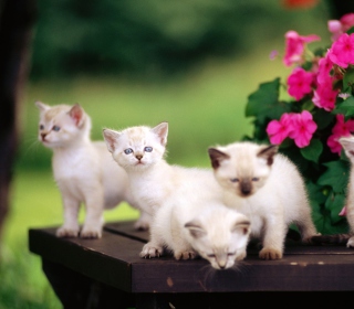 Cute Kittens With Blue Eyes sfondi gratuiti per 128x128