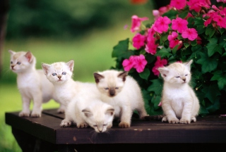 Cute Kittens With Blue Eyes Background for Android, iPhone and iPad