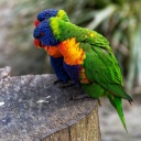 Das Parrot Couple Wallpaper 128x128