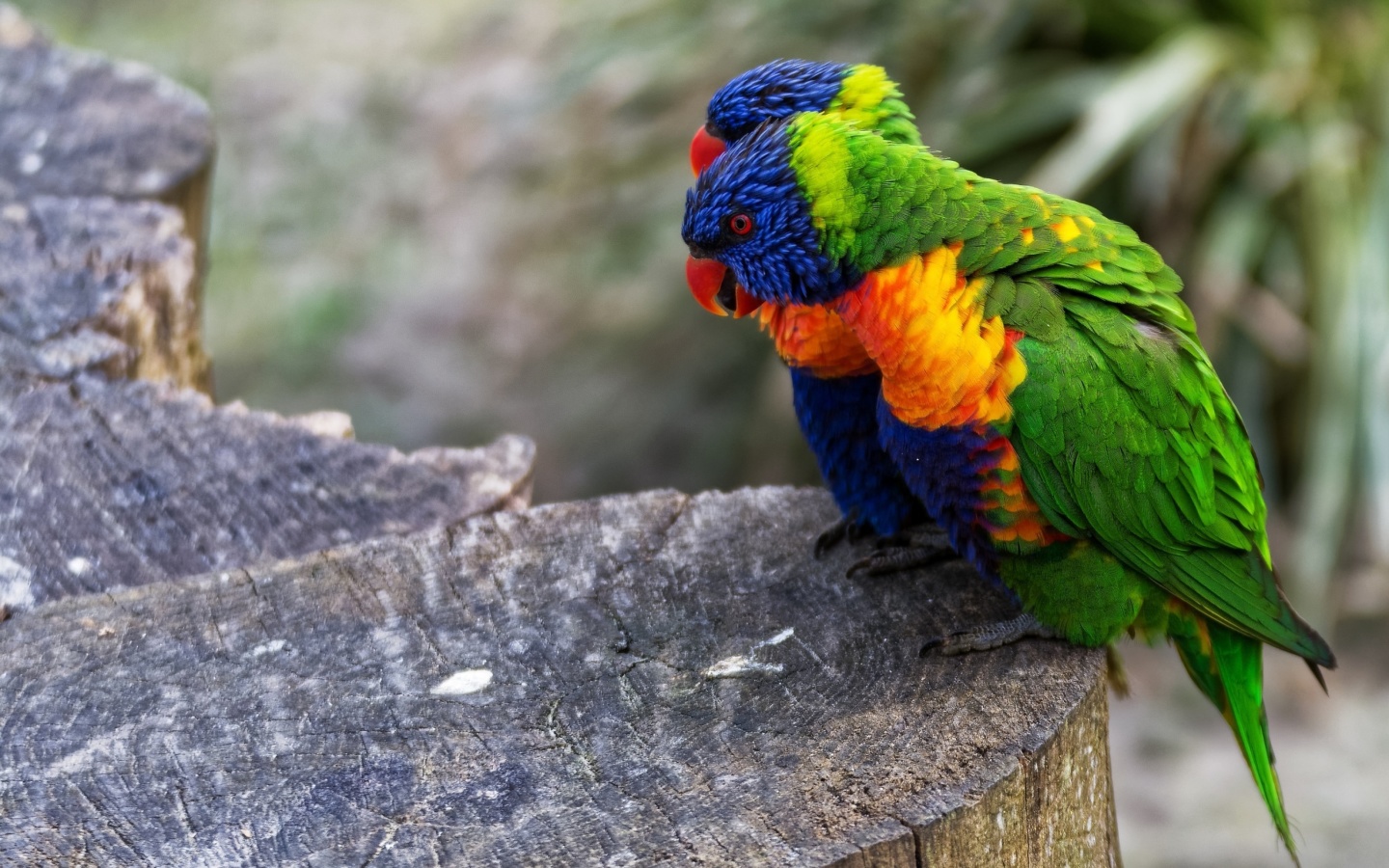 Обои Parrot Couple 1440x900