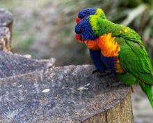 Das Parrot Couple Wallpaper 220x176