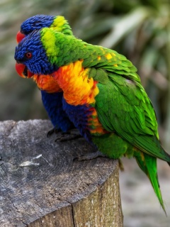 Das Parrot Couple Wallpaper 240x320