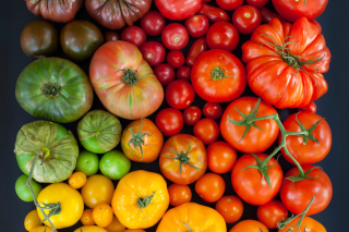 Tomatoes sfondi gratuiti per cellulari Android, iPhone, iPad e desktop