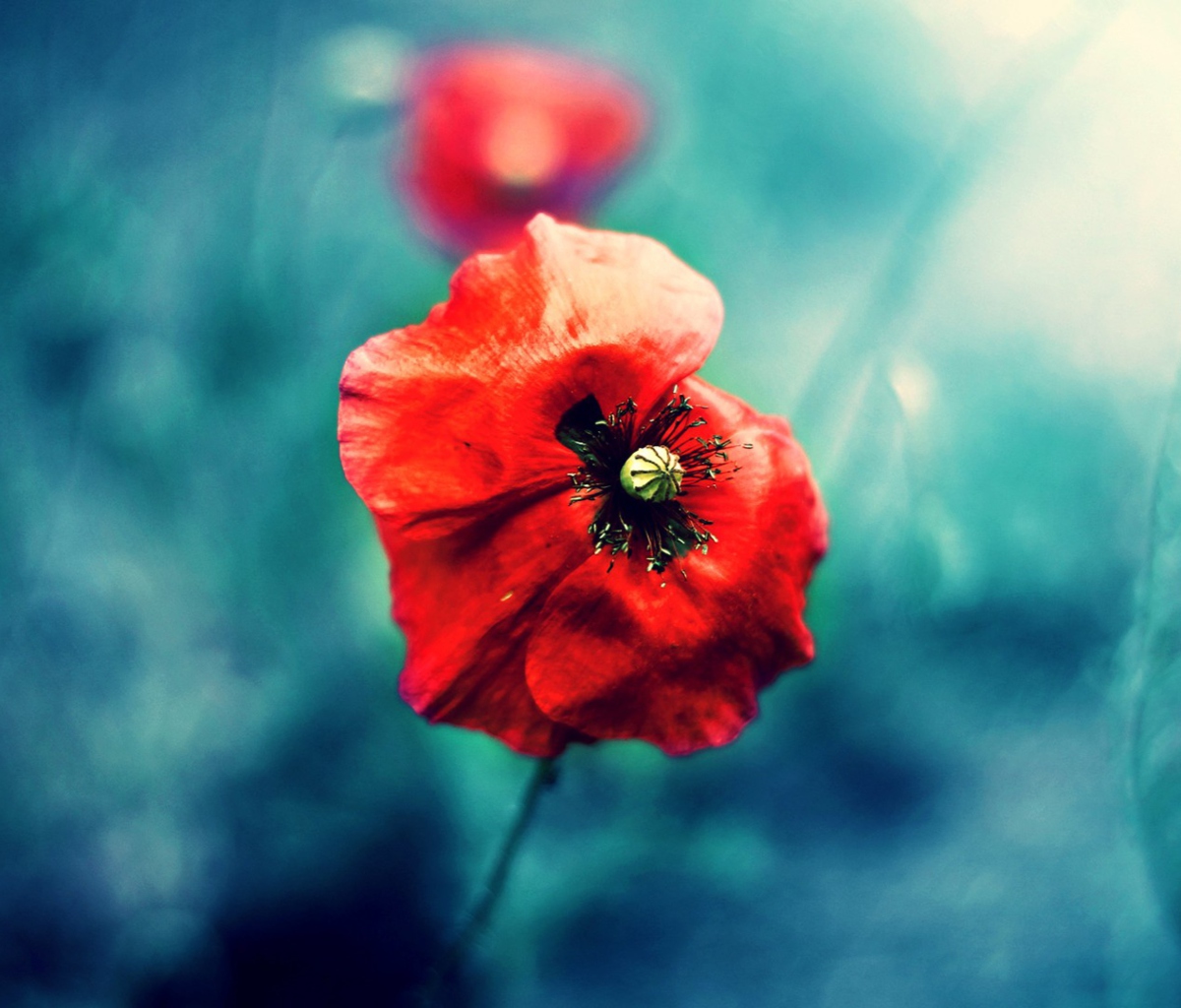 Wild Red Poppy wallpaper 1200x1024