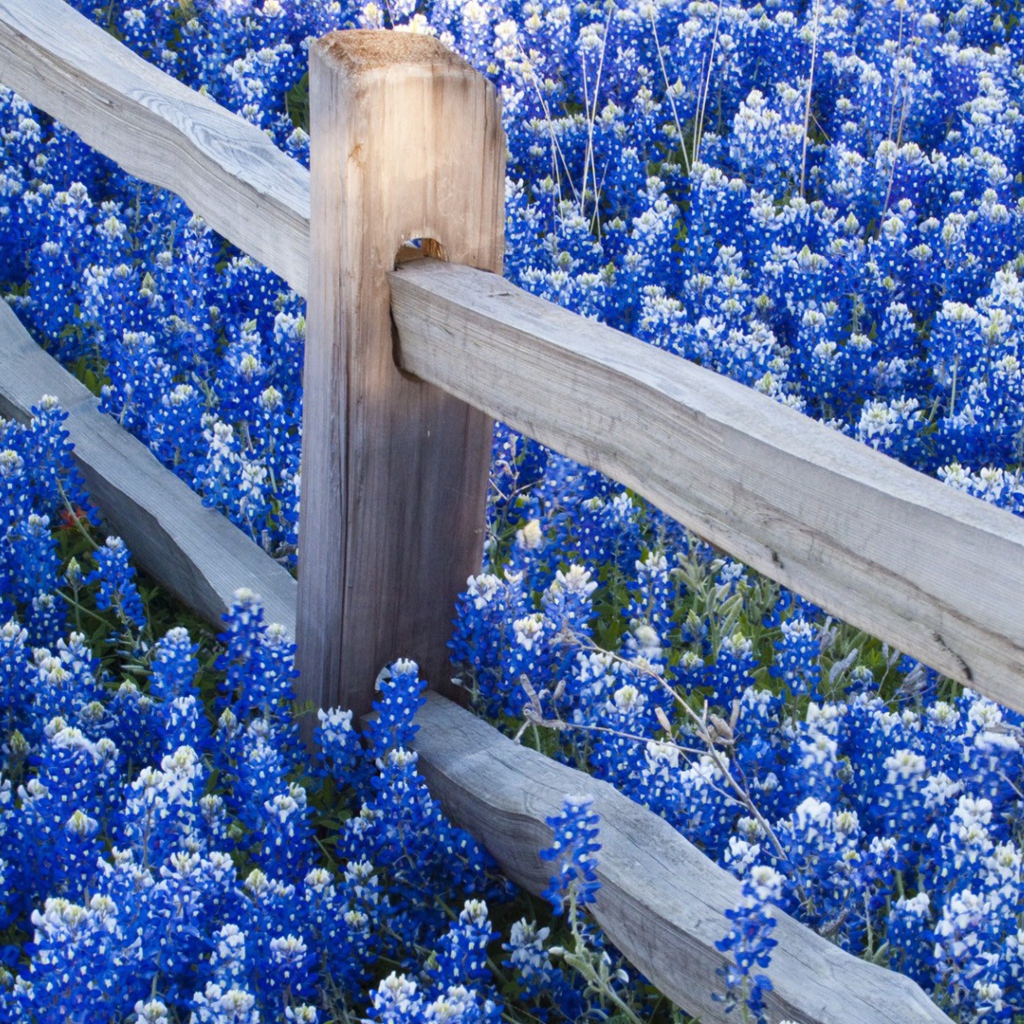 Das Fence And Blue Flowers Wallpaper 1024x1024