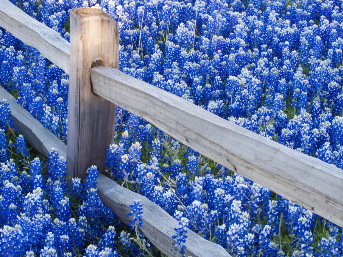 Обои Fence And Blue Flowers 1152x864