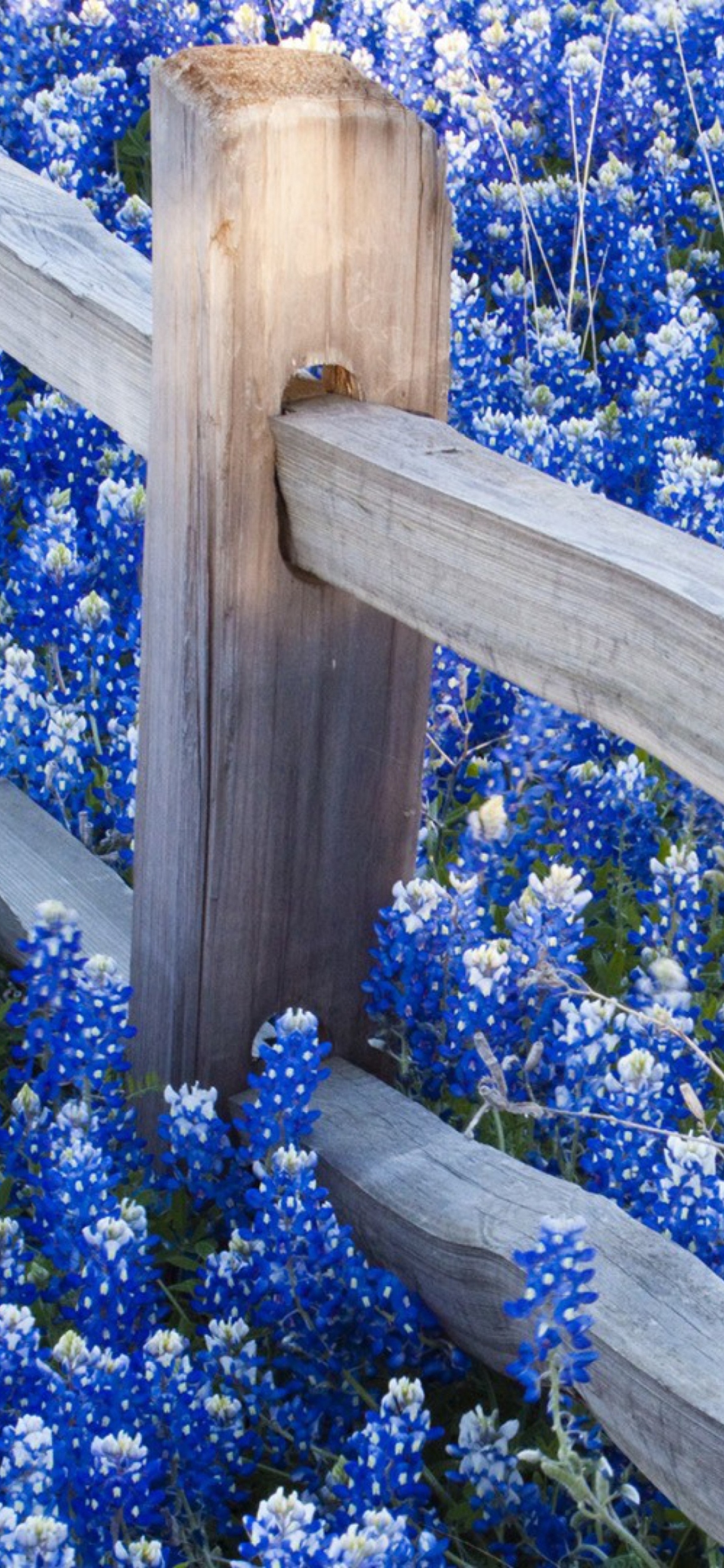 Das Fence And Blue Flowers Wallpaper 1170x2532