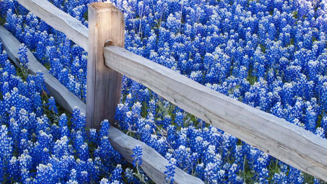 Fence And Blue Flowers wallpaper 1366x768