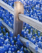 Das Fence And Blue Flowers Wallpaper 176x220