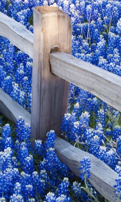 Das Fence And Blue Flowers Wallpaper 240x400