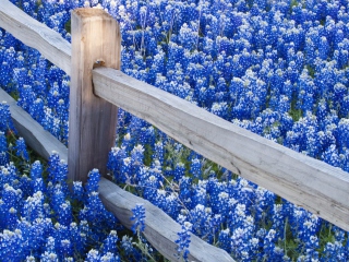 Das Fence And Blue Flowers Wallpaper 320x240