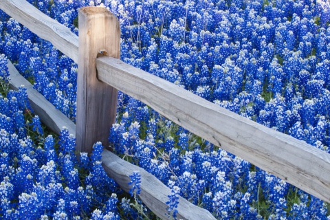 Sfondi Fence And Blue Flowers 480x320