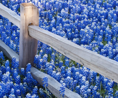 Sfondi Fence And Blue Flowers 480x400