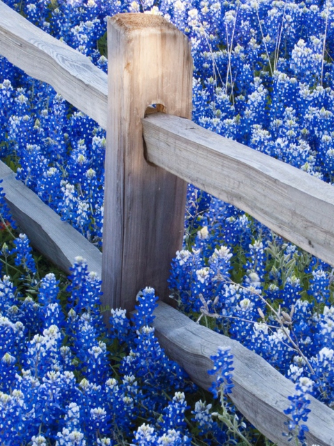 Das Fence And Blue Flowers Wallpaper 480x640