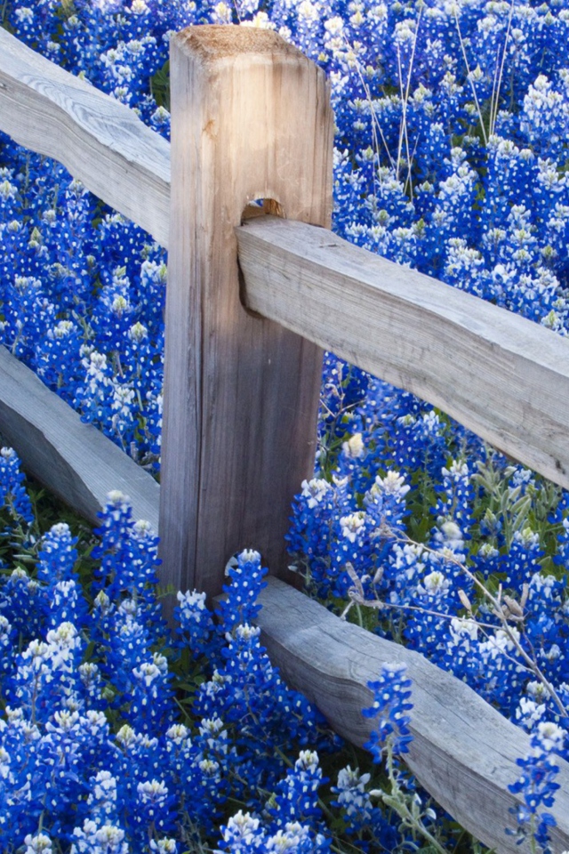 Das Fence And Blue Flowers Wallpaper 640x960