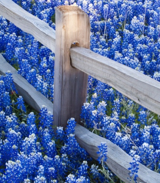 Fence And Blue Flowers - Obrázkek zdarma pro 128x160