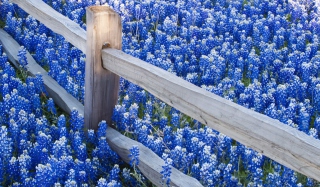 Fence And Blue Flowers Background for Android, iPhone and iPad