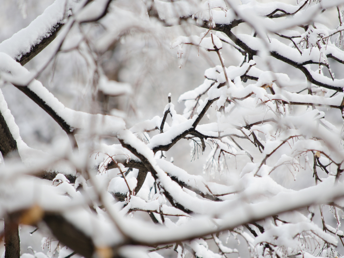 Fondo de pantalla Snowy Branches 1152x864