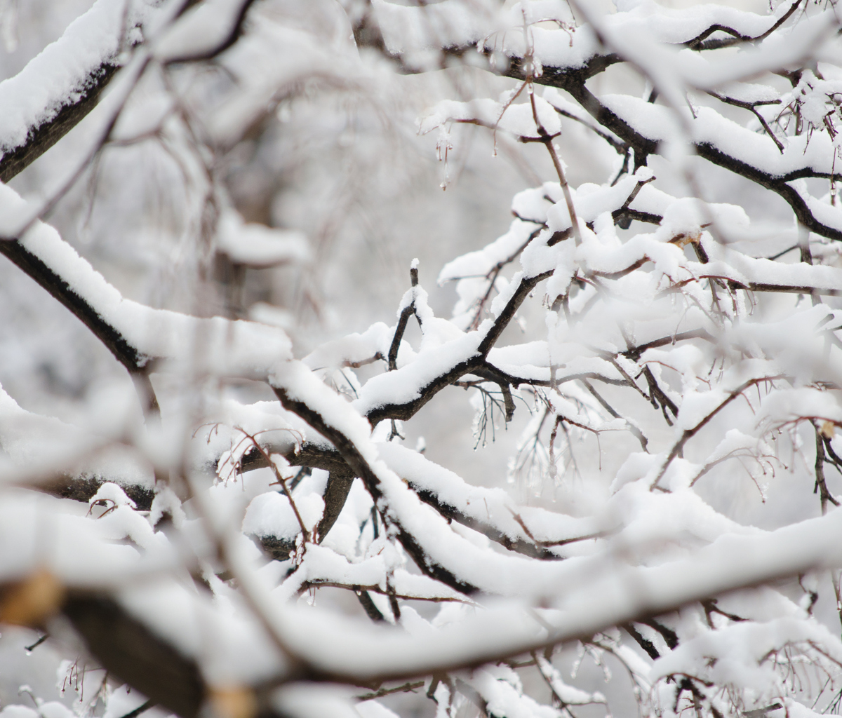 Fondo de pantalla Snowy Branches 1200x1024
