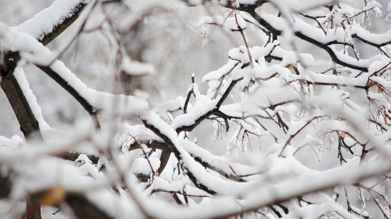 Snowy Branches wallpaper 1280x720