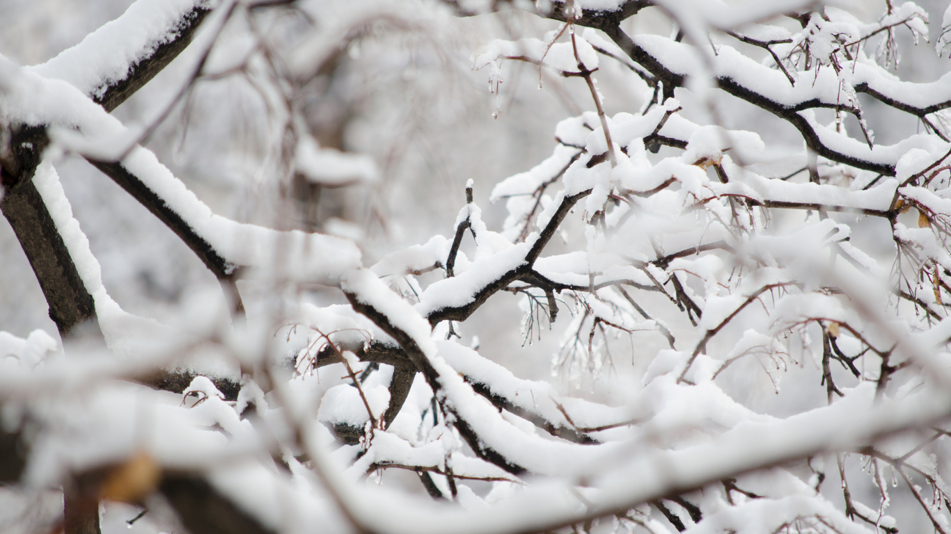 Snowy Branches wallpaper 1366x768